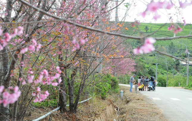 Mai anh đào không nở đồng loạt, nhưng thời điểm này nhiều nơi cây đã cho hoa rực rỡ. 