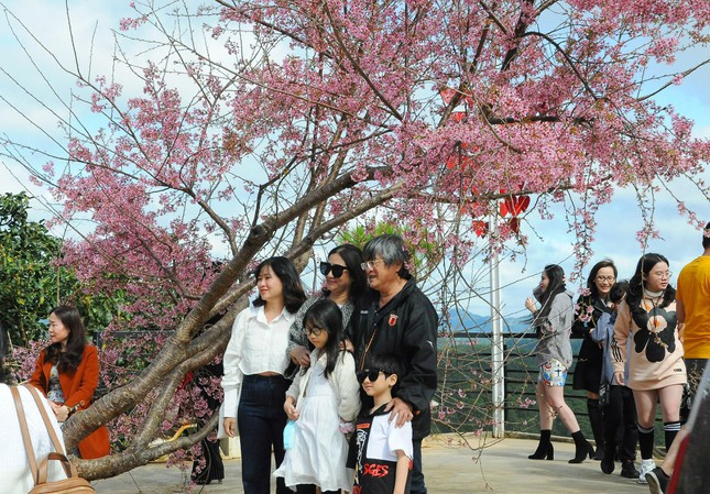 Một cây mai anh đào hút khách tại quán cafe trên đường từ trung tâm Đà Lạt đi điểm du lịch Đồi chè Cầu Đất.