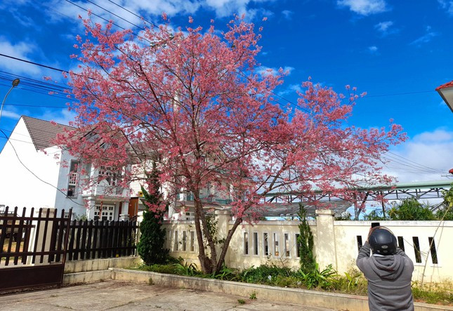 Một cây mai anh đào đang "bung hết mình".