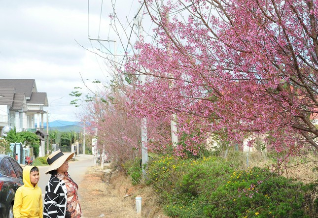 Cả nhà cùng chụp ảnh dưới mai anh đào khoe sắc.