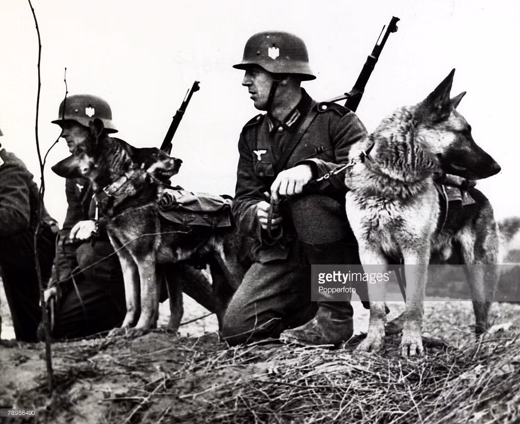 Lính Đức và những chú chó truyền tin trong thế chiến II sẵn sàng làm nhiệm vụ trên mặt trận, 1940. Ảnh: Getty.