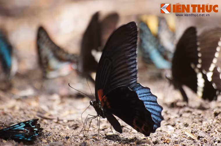 Những cánh bướm khoe sắc bên lối mòn vắng vẻ.