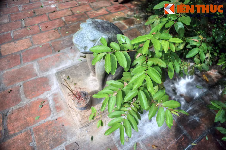 Xung quanh lăng mộ có rất nhiều cây xanh như sưa, đa, lim, đại, bồ đề, ổi…, trong đó có nhiều cây tuổi đời lên đến hàng trăm năm.