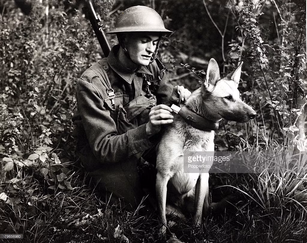 Một lính Anh nhét thư vào vòng cổ của chú chó truyền tin được đào tạo tại Trường huấn luyện chó quân đội, 1941. Ảnh: Getty.