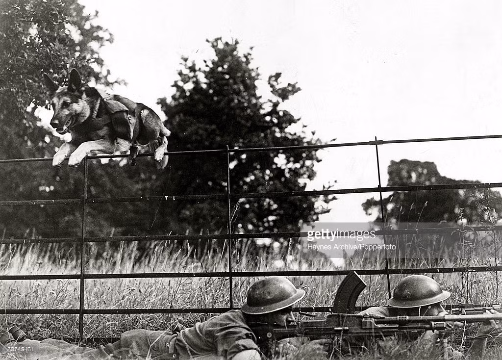 Chú chó tên Mark vượt qua một hàng rào khi làm nhiệm vụ tiếp đạn cho binh sĩ Anh, 1942. Ảnh: Getty.