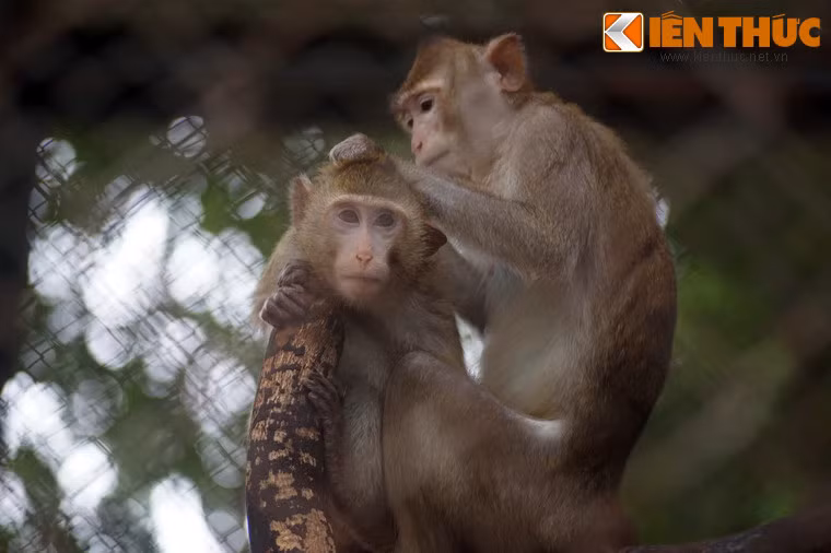 Loài khỉ thể hiện tình cảm gia đình trong ngày Tết bằng cách bắt chấy cho nhau.