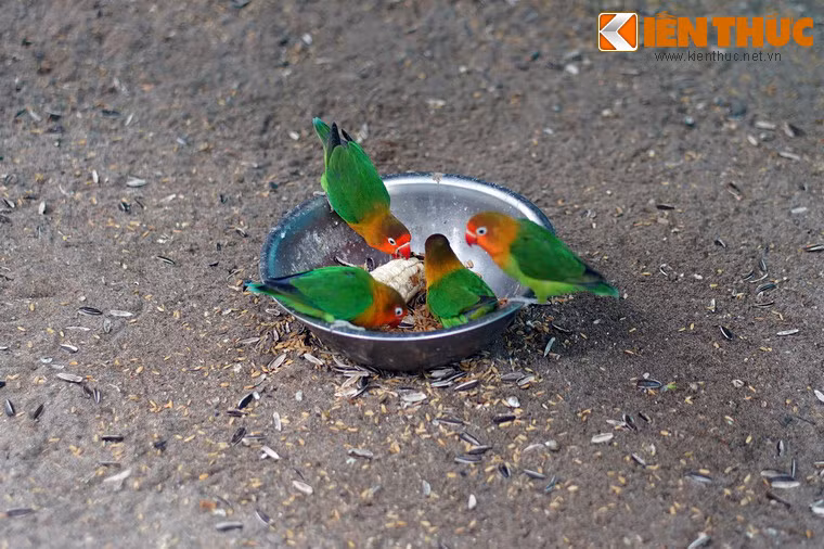 "Bàn tiệc" ngày Tết của những chú vẹt rực rỡ sắc màu.