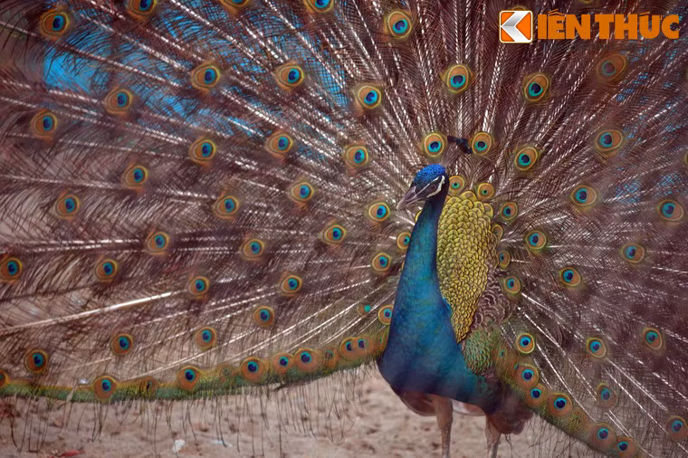 Chim công khoe bộ áo lộng lẫy khiến du khách thích thú.