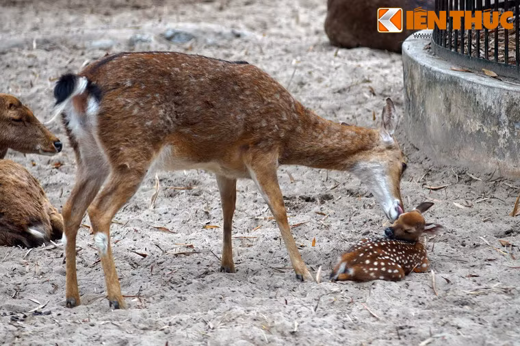 Hươu con được hươu mẹ tặng cho một nụ hôn ấm áp trong ngày đầu năm mới.
