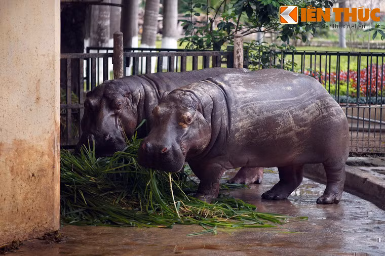 Hà mã thưởng thức bữa ăn ngày Tết là những bó cỏ xanh mơn mởn.