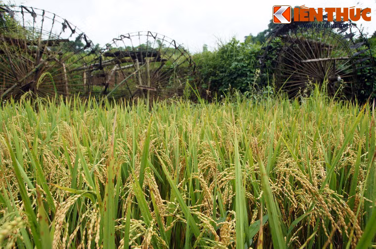 Bên cạnh đó, cọn nước cũng là chứng nhân của nền văn minh lúa nước trên vùng núi.