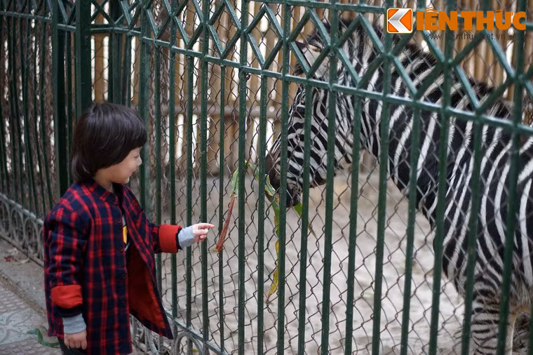 Ngựa vằn châu Phi thưởng thức "lộc xuân" của một bé gái mang đến.