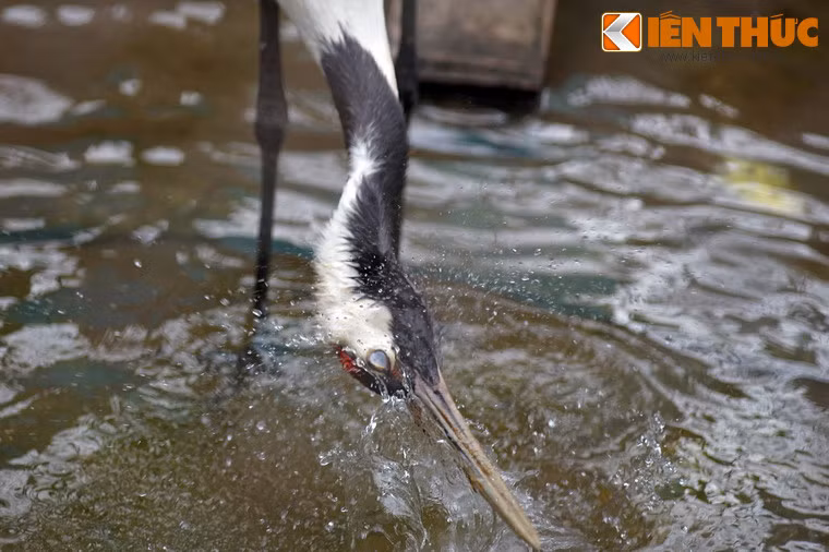 Sếu Nhật Bản chỉnh trang lại nhan sắc trong bể nước của chuồng nuôi.