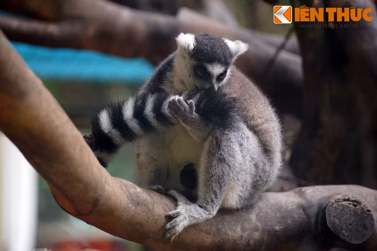 Vượn cáo đuôi vòng chải chuốt lại chiếc đuôi tuyệt đẹp của mình.