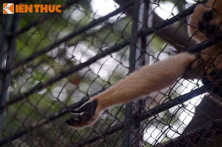 Một chú vượn chìa tay xin "lì xì" của du khách.