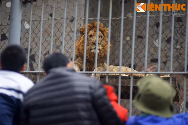 Ở khu chuồng nuôi thú dữ của Vườn thú Hà Nội, "chúa sơn lâm" tận hưởng cảm giác bình yên đầu năm mới bằng cách nằm ườn cho du khách ngắm nhìn dung nhan oai vệ của mình.