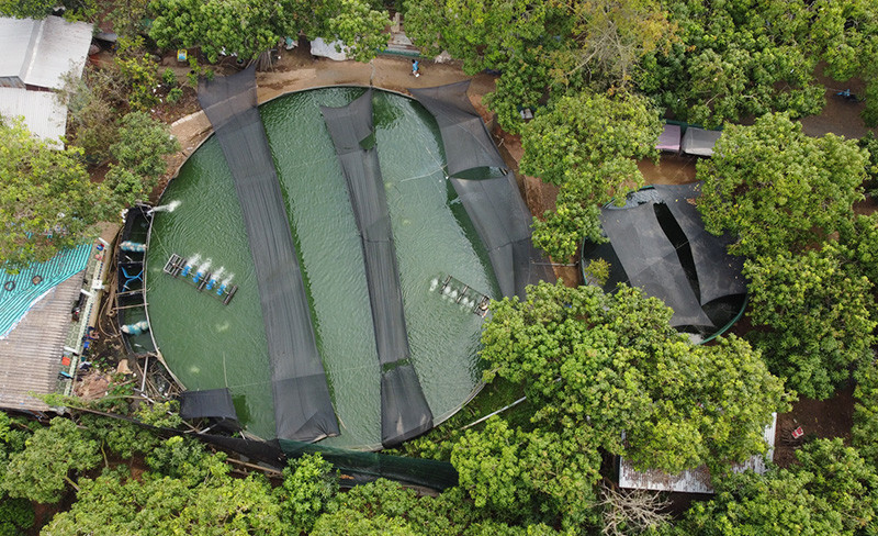 Đồng Tháp: Nuôi thành công thứ “cá nhà giàu”, bán 500.000 đồng/kg - Hình 2 Dong Thap: Nuoi thanh cong thu “ca nha giau”, ban 500.000 dong/kg-Hinh-2