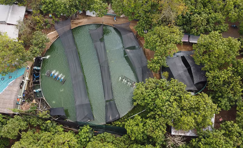 Dong Thap: Nuoi thanh cong thu “ca nha giau”, ban 500.000 dong/kg-Hinh-2