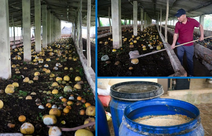 Trang trại cây ăn quả doanh thu tiền tỷ ở Hà Tĩnh - Hình 2 Trang trai cay an qua doanh thu tien ty o Ha Tinh-Hinh-2