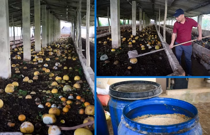Trang trai cay an qua doanh thu tien ty o Ha Tinh-Hinh-2