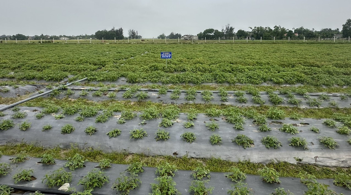 Trồng sâm “tiến vua”, nông dân Hà Tĩnh bỏ túi hơn 700 triệu - Hình 2 Trong sam “tien vua”, nong dan Ha Tinh bo tui hon 700 trieu-Hinh-2