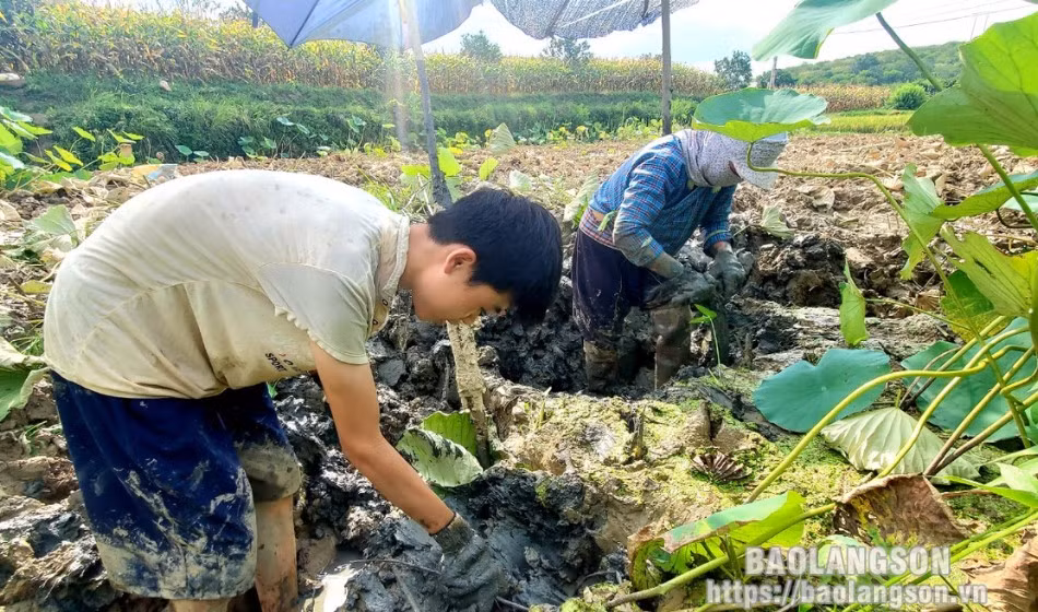 Loai cu quy nhu sam, giup nong dan Lang Son kha len trong thay-Hinh-2