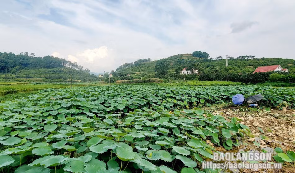 Loai cu quy nhu sam, giup nong dan Lang Son kha len trong thay