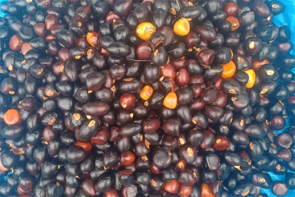 Khách hàng “mỏi mắt” tìm mua hạt mề gà - Hình 2 Khach hang “moi mat” tim mua hat me ga-Hinh-2