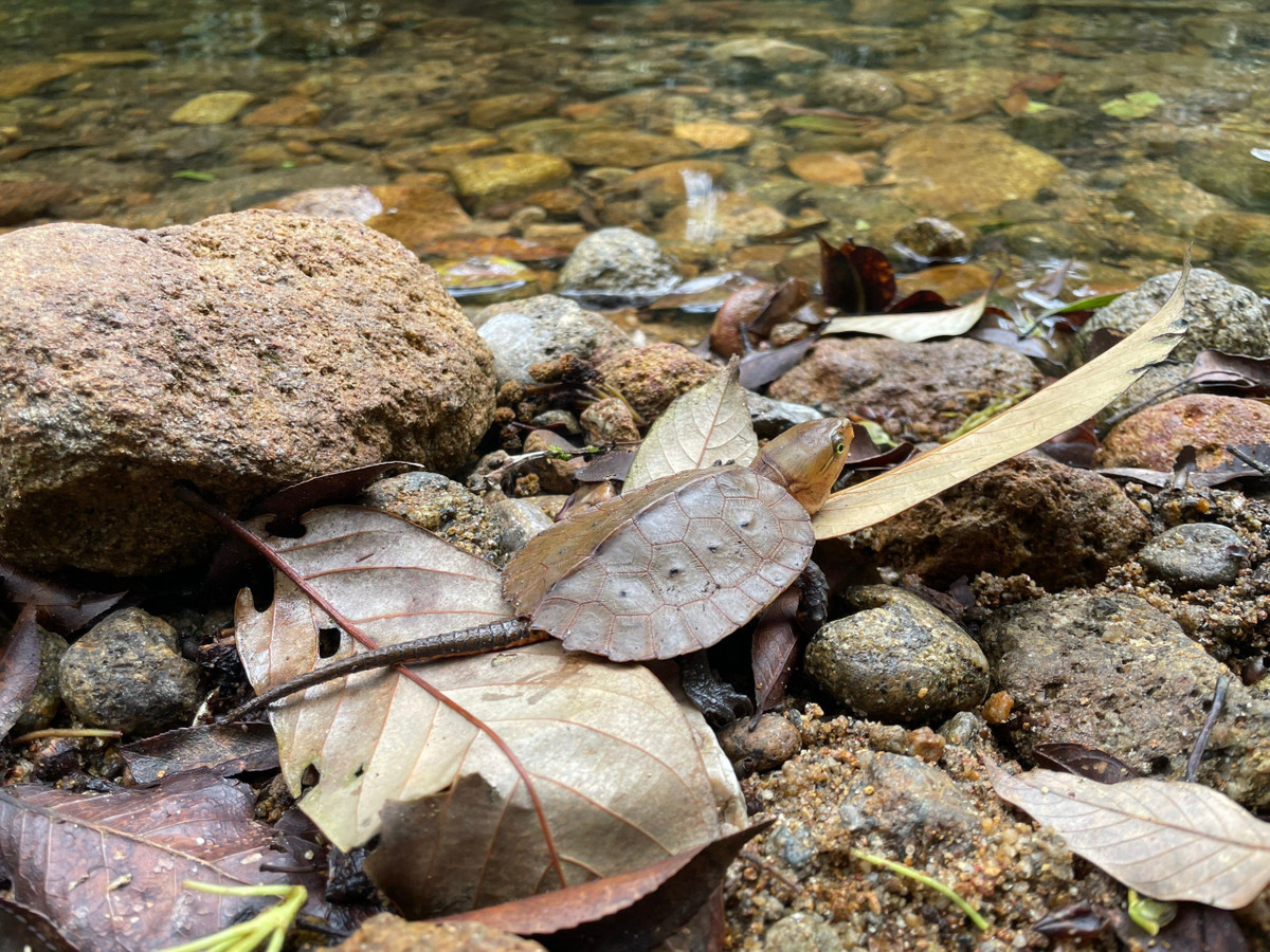 Đây là một trong những trung tâm đa dạng sinh học bậc nhất Việt Nam, nơi lưu giữ nhiều nguồn gen rất có giá trị cho công tác bảo tồn và còn nhiều bí ẩn cần được khám phá. Trong đó, có nhiều loài động vật, thực vật nguy cấp, quý hiếm và đặc hữu, có tên trong danh mục Sách đỏ IUCN và Sách đỏ Việt Nam, cần được ưu tiên bảo tồn, bảo vệ nghiêm ngặt.