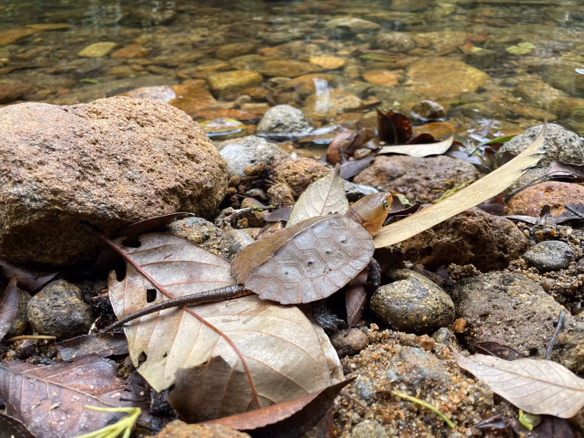 Đây là một trong những trung tâm đa dạng sinh học bậc nhất Việt Nam, nơi lưu giữ nhiều nguồn gen rất có giá trị cho công tác bảo tồn và còn nhiều bí ẩn cần được khám phá. Trong đó, có nhiều loài động vật, thực vật nguy cấp, quý hiếm và đặc hữu, có tên trong danh mục Sách đỏ IUCN và Sách đỏ Việt Nam, cần được ưu tiên bảo tồn, bảo vệ nghiêm ngặt.