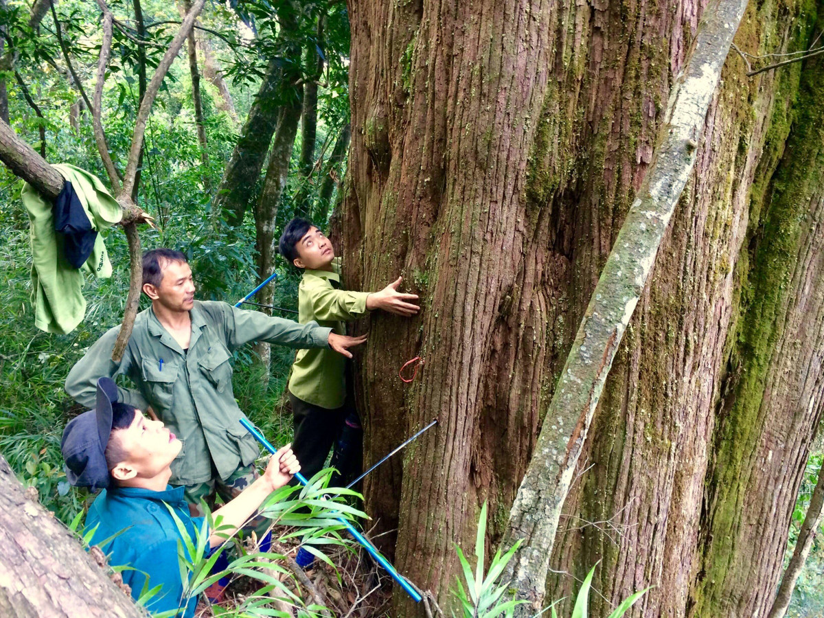 Ngoài ra, nơi đây cũng đã phát hiện, bảo tồn, phát triển quần thể cây pơ mu cổ thụ, quý hiếm có niên đại khoảng từ 800 năm đến 1.000 năm, nằm ở độ cao khoảng 1.445m so với mặt nước biển. Trong đó, có cây lớn với đường kính phần gốc hơn 2,2m, chiều cao khoảng 30m, tán rộng, sum suê. Ngoài ra, còn có vô số loài lâm sản cổ thụ, quý hiếm hàng trăm năm tuổi khác.