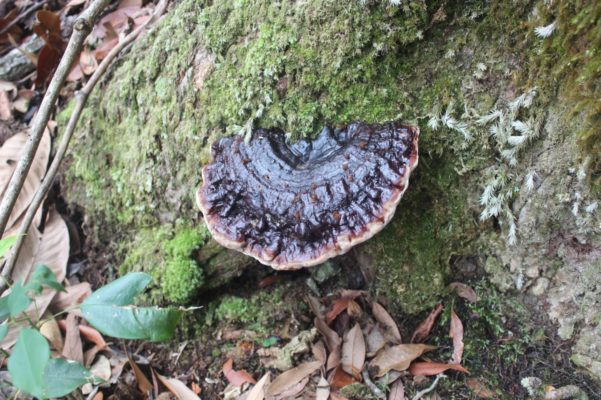Với hệ sinh thái vô cùng đa dạng, phong phú, Vườn Quốc gia Vũ Quang là môi trường lý tưởng phục vụ cho các chuyên gia, nhà khoa học trong nước và thế giới đến điều tra, nghiên cứu khoa học, chia sẻ kinh nghiệm, khám phá thiên nhiên, hệ thực vật, động vật hoang dã quý hiếm.