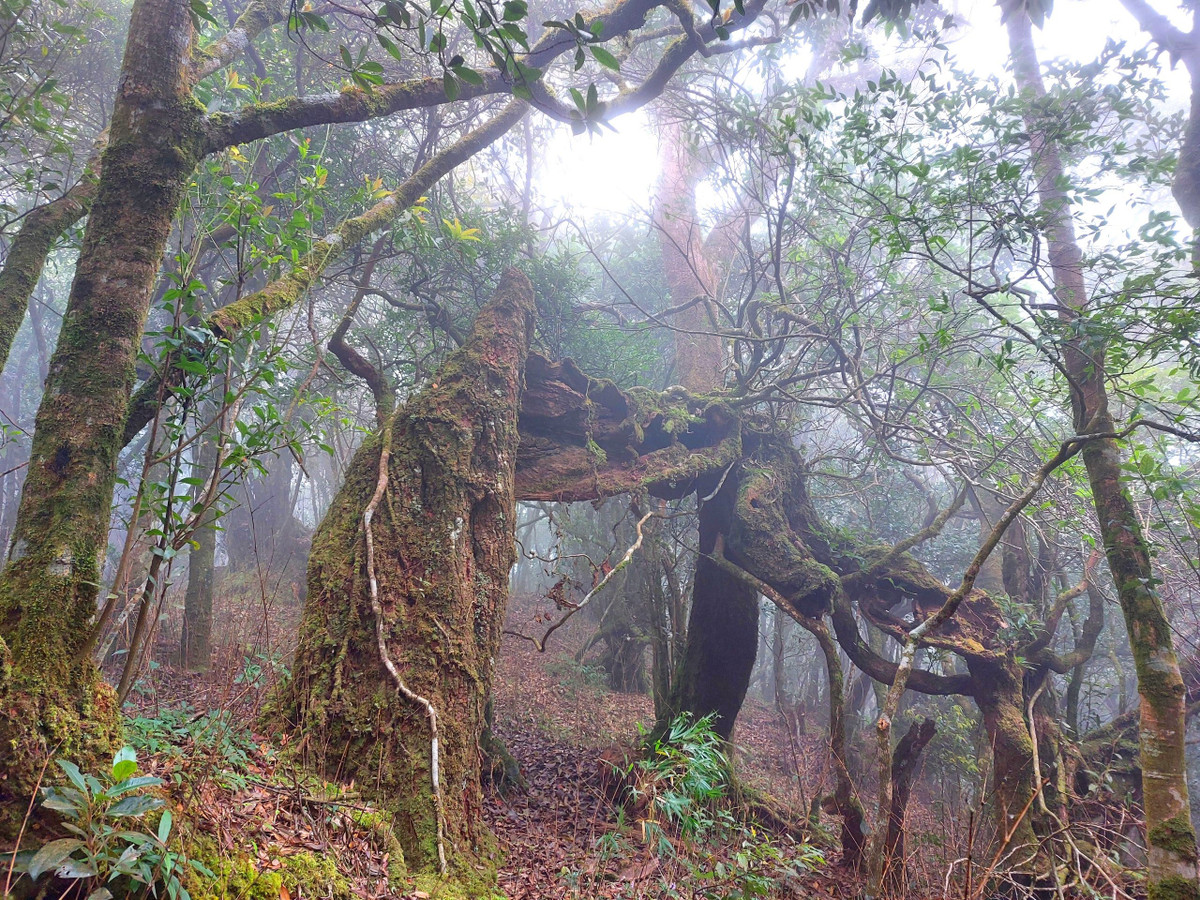 Đây là những khu rừng nguyên sinh, có nhiều hệ động thực vật phong phú, đa dạng, có vai trò cực kỳ quan trọng trong việc bảo tồn đa dạng sinh học cho cả khu vực.