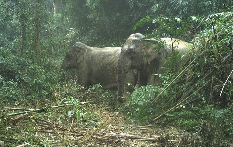 Mới đây, thông qua 85 điểm đặt bẫy ảnh giám sát đa dạng sinh học tại Vườn Quốc gia Vũ Quang cũng đã ghi nhận được 58 loài động vật hoang dã, quý hiếm, trong đó có 9 loài đặc hữu của dãy Trường Sơn, gồm: Mang lớn, mang Trường Sơn, thỏ vằn Trường Sơn, cầy vằn Bắc, voi châu Á…