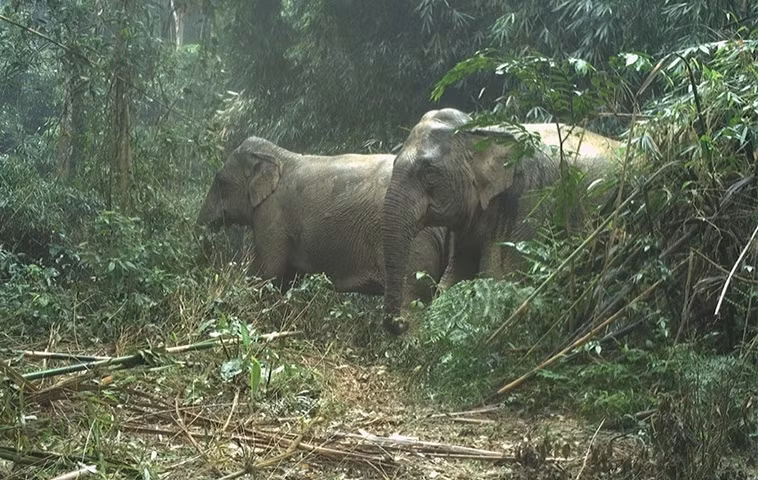 Mới đây, thông qua 85 điểm đặt bẫy ảnh giám sát đa dạng sinh học tại Vườn Quốc gia Vũ Quang cũng đã ghi nhận được 58 loài động vật hoang dã, quý hiếm, trong đó có 9 loài đặc hữu của dãy Trường Sơn, gồm: Mang lớn, mang Trường Sơn, thỏ vằn Trường Sơn, cầy vằn Bắc, voi châu Á…