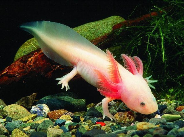 Theo các nhà khoa học, giông Axolotl, tên khoa học là Ambystoma mexicanum là một loài kỳ giông kéo dài tính trạng thơ ấu, có quan hệ gần gũi với kỳ giông hổ. Ấu trùng loài này không thể trải qua giai đoạn biến thái, do đó con trưởng thành vẫn ở trong nước và có vây ngoài. Ngày nay, Axolotl chỉ yếu sinh sống các hồ nuôi nhân tạo sinh vật cảnh, ngoài tự nhiên chúng được xem là đã tuyệt chủng. Một con giông Axolotl kích thước 15cm có giá khoảng 1 triệu đồng.