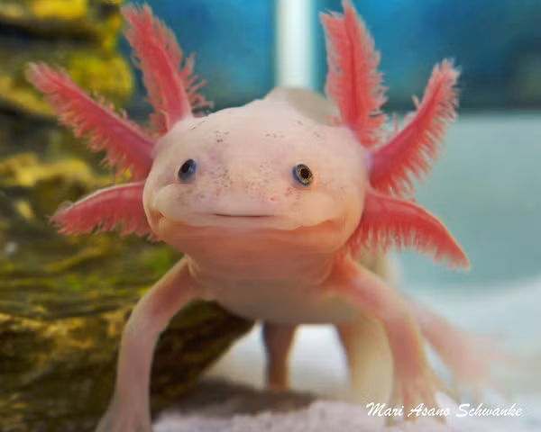 Khủng long 6 sừng Axolotl hay còn gọi là giông Axolotl là một trong những loài thú cảnh độc đáo nhất được nhập ngoại về Việt Nam. Chúng nổi tiếng là những con thú cảnh khó chiều, khó cưng vì tính tình đỏng đảnh. Tuy vậy, do ngoại hình đặc biệt và độ hiếm có, khủng long 6 sừng Axolotl vẫn được ưa chuộng.