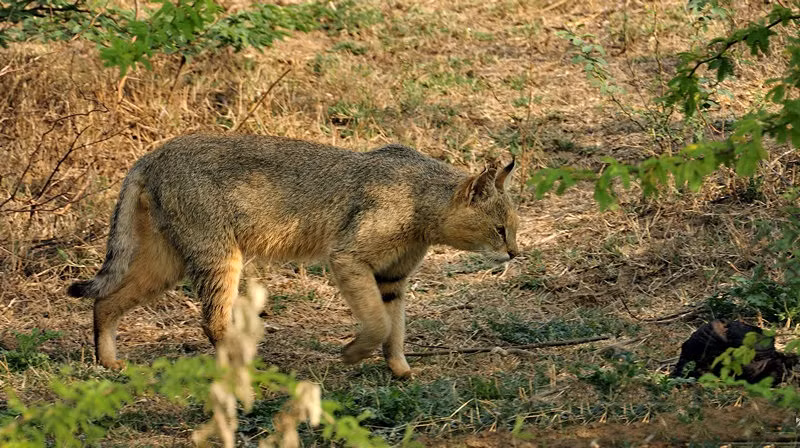 Do là loài mèo hoang dã, mèo ri thực sự là những thợ săn phục kích đỉnh cao, chúng ẩn thân trong những khóm cỏ cao, rình rập con mồi trước khi tung mình săn giết bất ngờ.