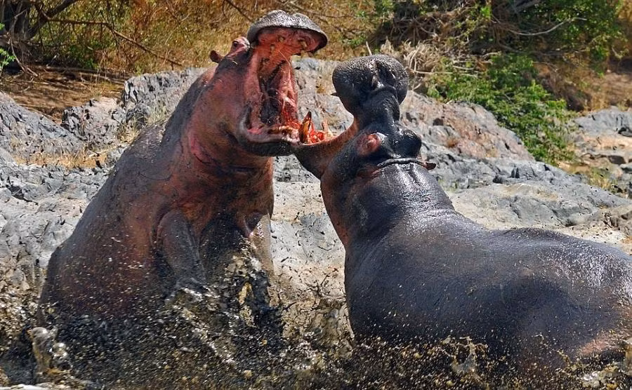 Tuy vậy, cũng có những trận chiến nảy lửa diễn ra ngay dưới sông để giành quyền giao phối. (Nguồn Sina)
