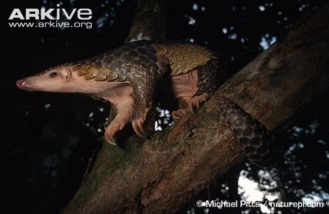 Toàn thân tê tê có lớp vảy cứng bao bọc, chỉ chừa phần phía bụng. Mép vảy sắc và nhọn để giúp việc phòng thủ. Vảy cấu tạo bằng chất keratin giống như móng vuốt, sừng, và lông các động vật có vú khác.