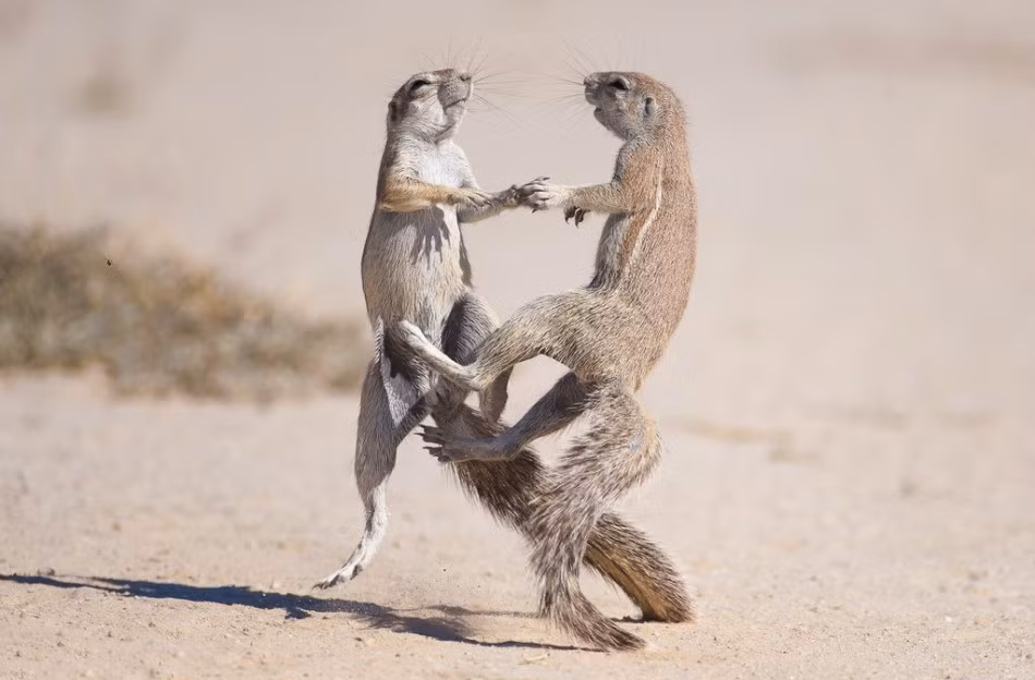 Khi quyết đấu, sóc đất tung toàn bộ thực lực nhưng không gây ra những vết thương chí mạng gây nguy hiểm cho đồng loại. (Nguồn Sina)