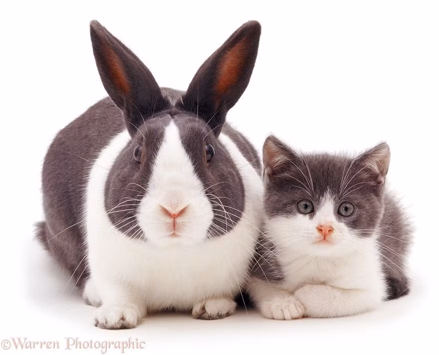 Nhiếp ảnh gia Mark Taylor, chủ sở hữu của studio Warren Photographic đã khiến nhiều người kinh ngạc khi giới thiệu những hình ảnh về những cặp anh chị em động vật khác loài nhưng trông vô cùng giống nhau. (Nguồn Bored Panda)