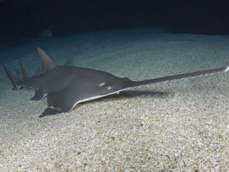 Cá đao răng nhỏ, tên khoa học là Pristis microdon được biết đến như Cá đao Leichhardt hay Cá đao nước ngọt, là một loài cá đao của họ Pristidae, bộ Cá đuối Rajiformes.