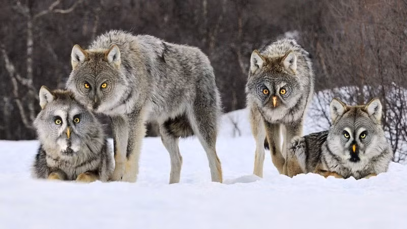 Khi cú mèo lai chó sói, con người sẽ bị đe dọa bởi loài động vật đáng sợ vừa tàn nhẫn vừa sở hữu tốc độ, sự tinh tường.