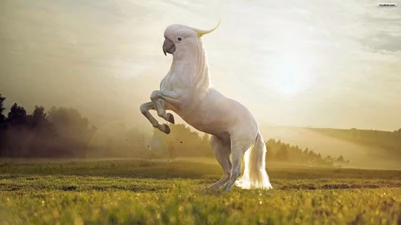 Vẹt mào lai ngựa sẽ cho ra đời loài động vật tuyệt đẹp này.