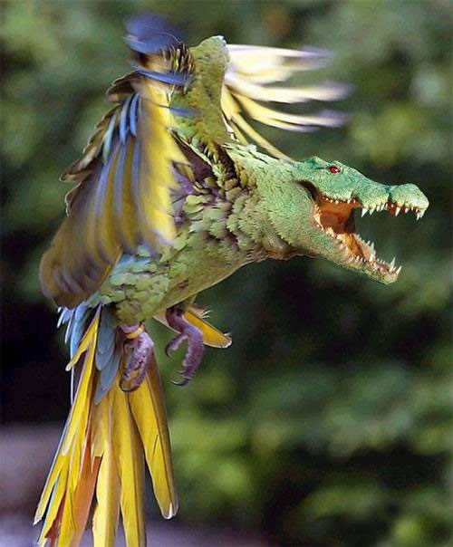 Cá sấu lai vẹt, loài động vật lai khiến nhiều người chán ghét và ghê sợ.