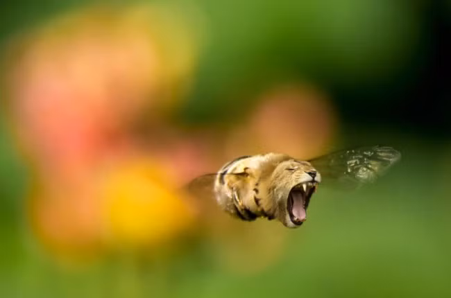 Ong lai sư tử, loài côn trùng gây khiếp đảm nếu có thực sự tồn tại.