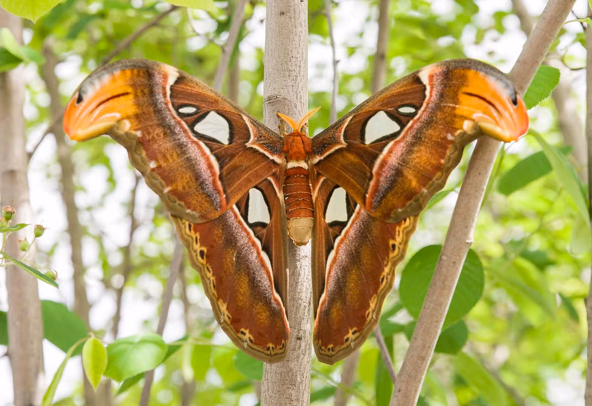 Tại Việt Nam, bướm khế được phát hiện tại các tỉnh Sóc Trăng, Bình Dương, Bình Thuận, Hải Dương, Bình Định, Quảng Nam, Nghệ An và một số địa phương khác.