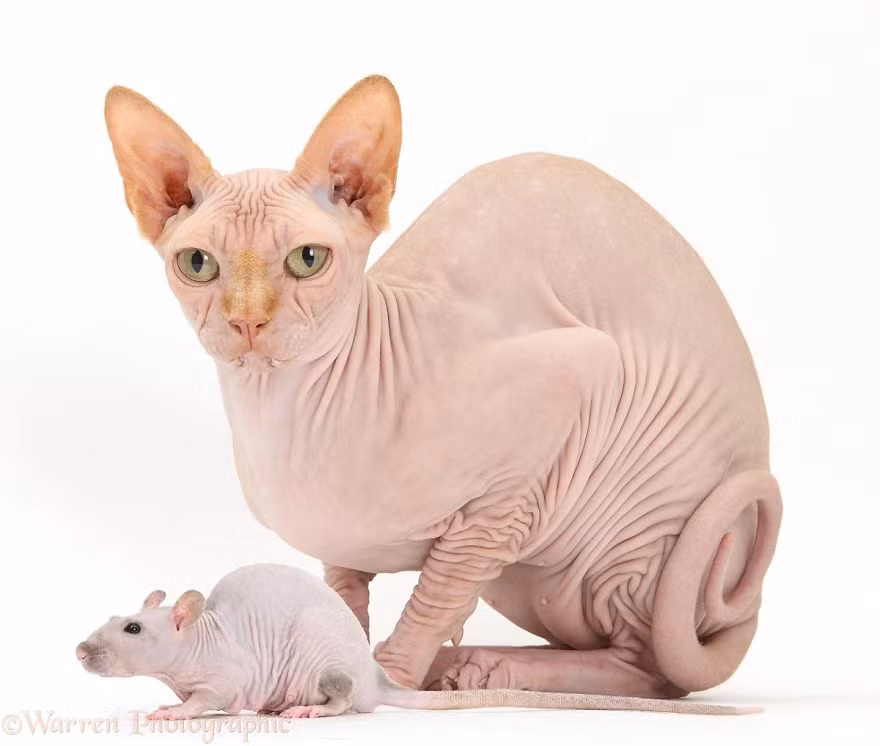 Đều không có lông, mèo và chuột không lông thực sự giống như cặp chị em thất lạc lâu năm. (Nguồn Bored Panda)