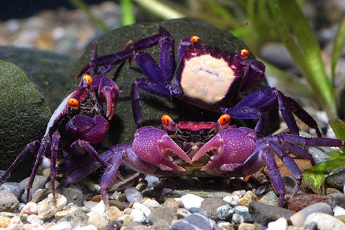 Cua ma cà rồng có vóc dáng giống cua đồng, một con cua ma cà rồng nhỏ cũng dài khoảng 3–4cm, cá biệt có những con cua ma cà rồng khổng lồ có kích thước vượt trội lên đến hơn 10cm.